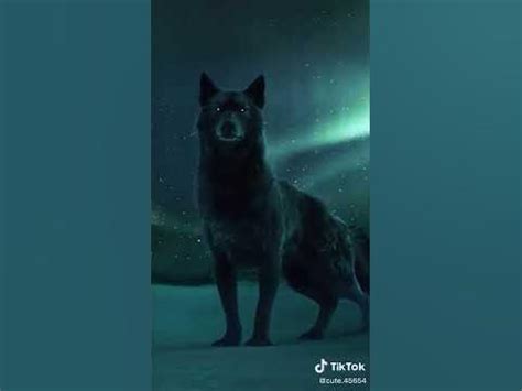 alpha wolf song tiktok|tiktok we own the night.